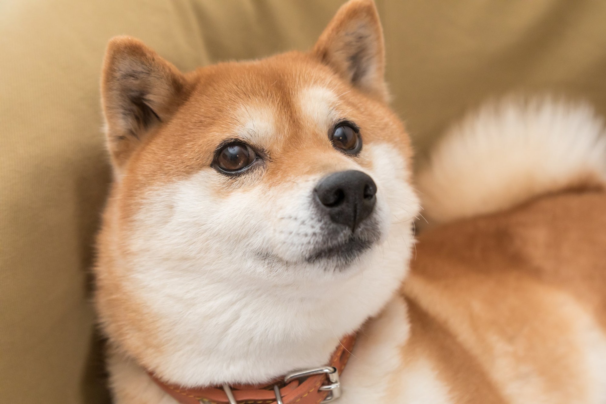 Dogecoin’s Death Cross: Navigating the Crypto Seas of Uncertainty